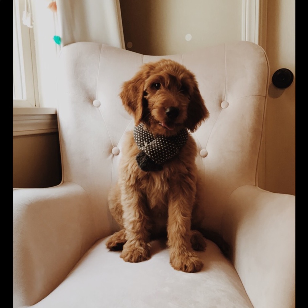 Dog Scarf Size Small